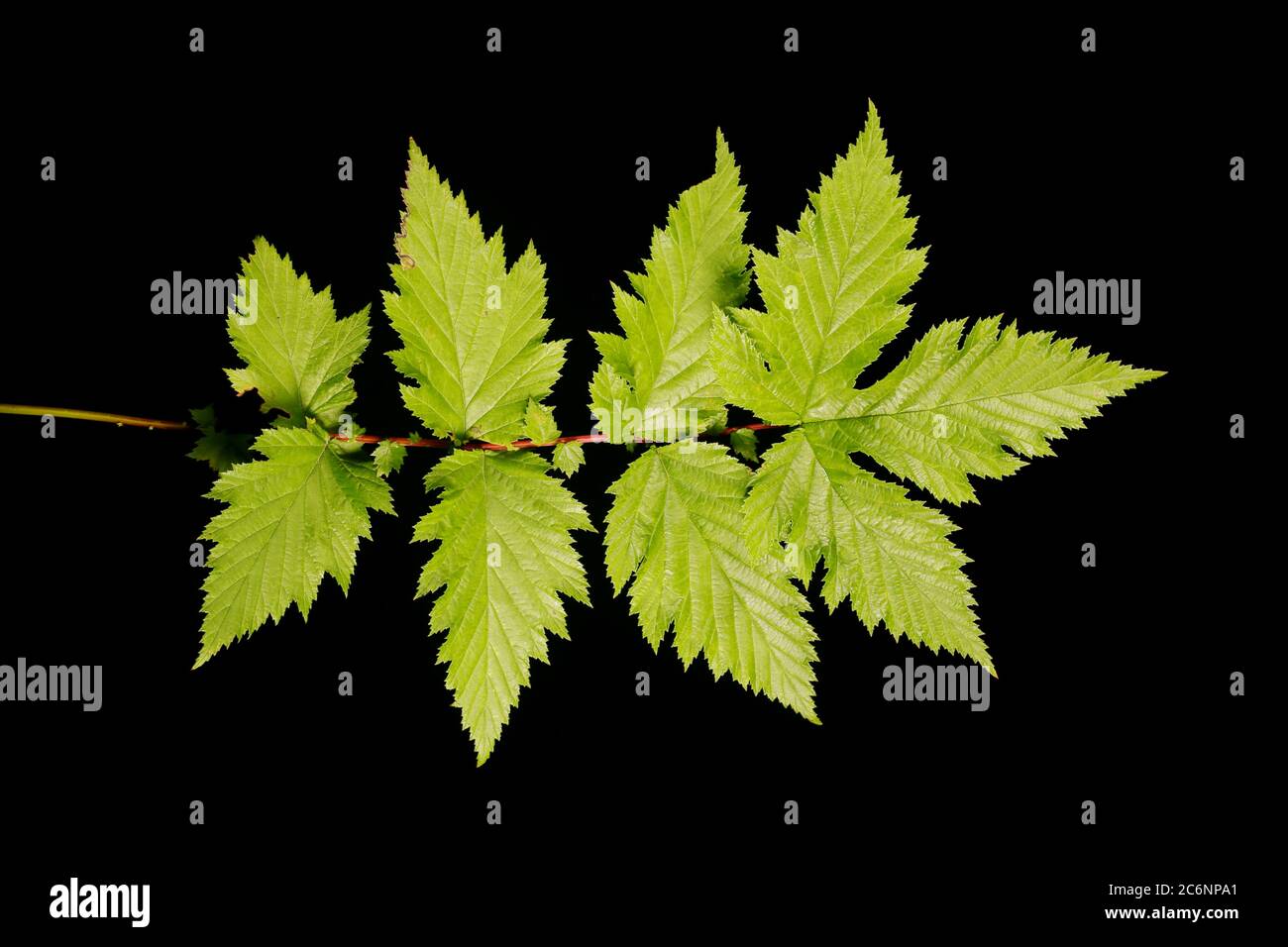 Meadowsweet (Filipendula ulmaria). Leaf Closeup Stock Photo