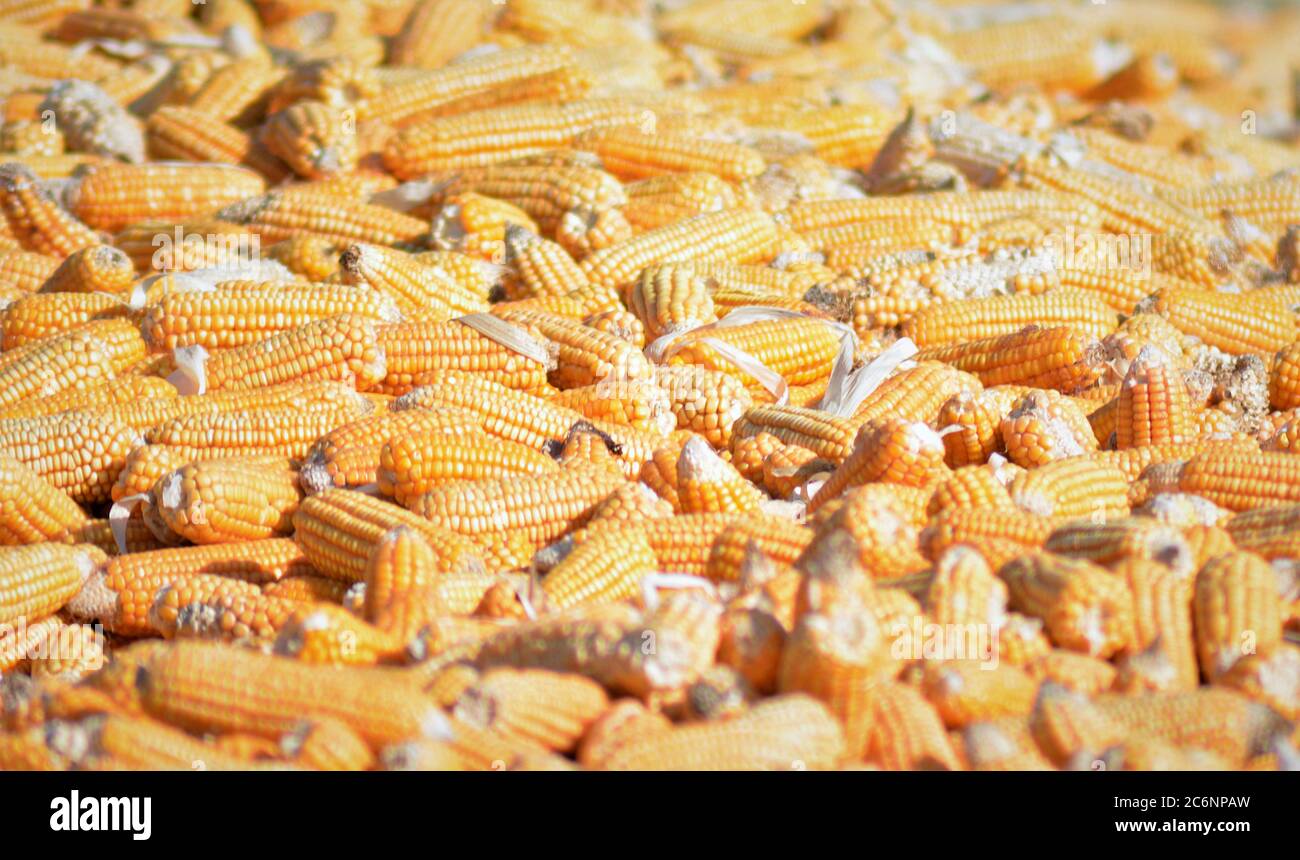 Corn on the cob is a culinary term used for a cooked ear of 