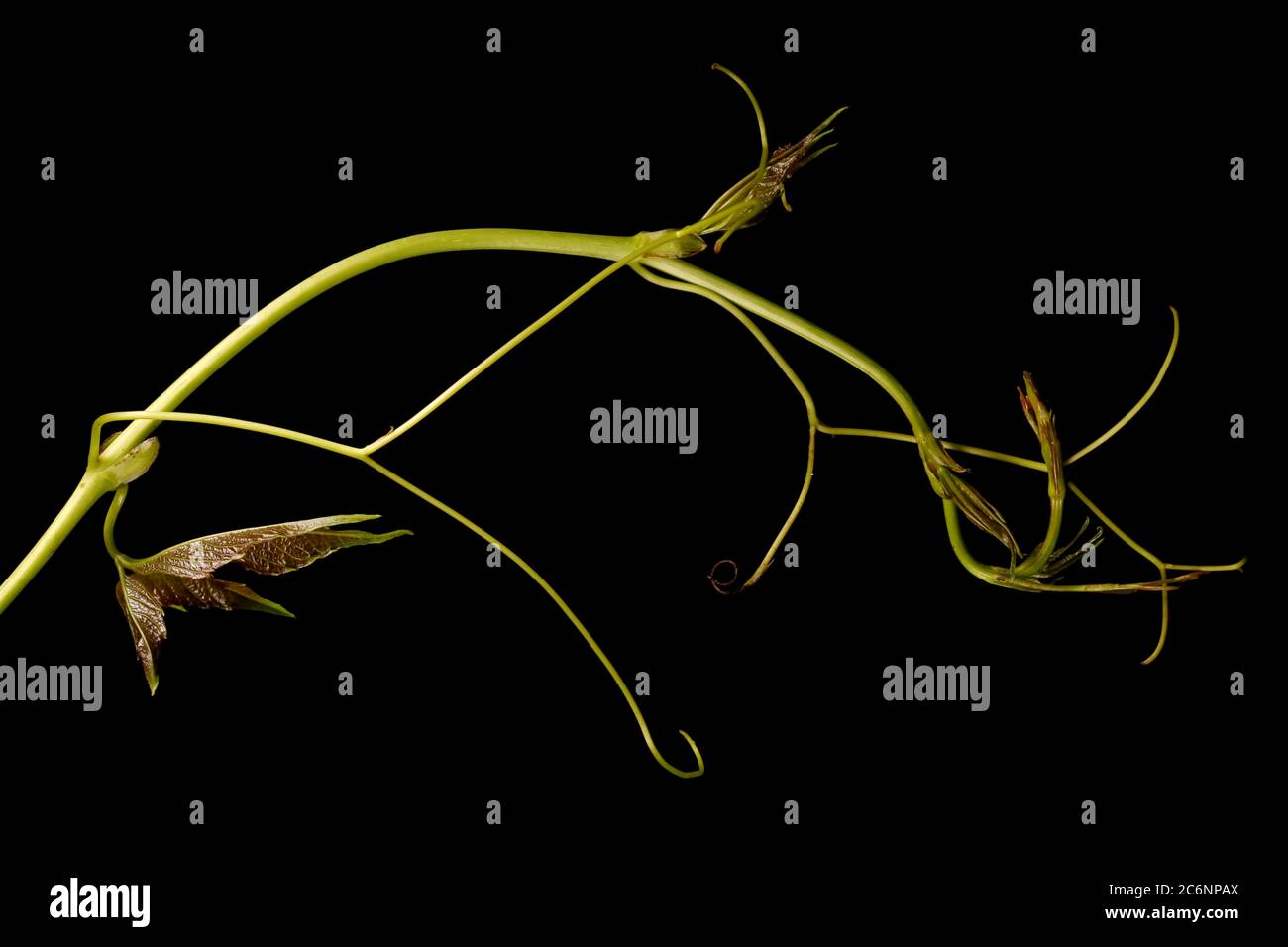 Thicket Creeper (Parthenocissus inserta). Shoot Closeup Stock Photo