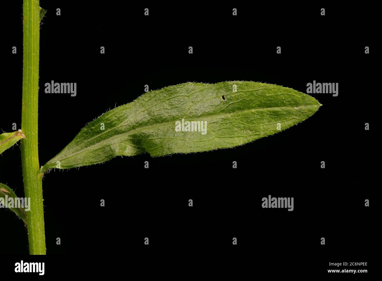 Northern Fleabane (Erigeron strigosus). Leaf Closeup Stock Photo