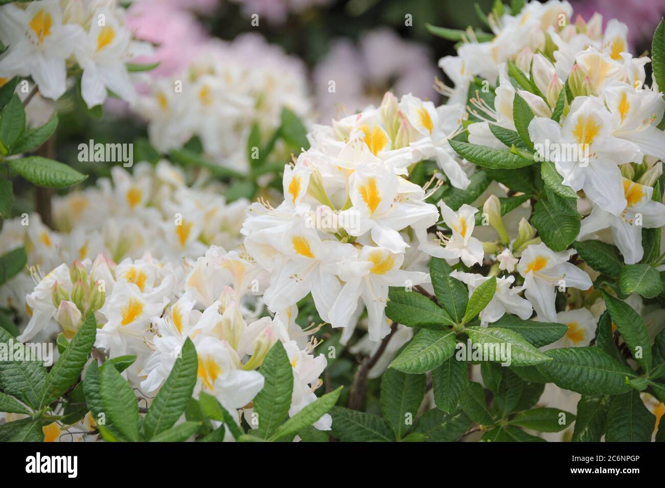 Knaphill-Azalee Rhododendron Persil, Knaphill Azalea Rhododendron Persil Stock Photo