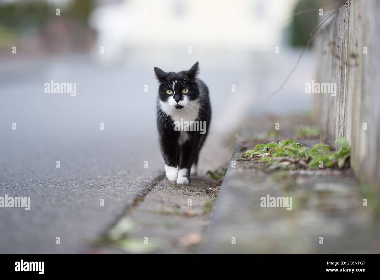 black and white domestic shorthair cat walking along the roadside with ...
