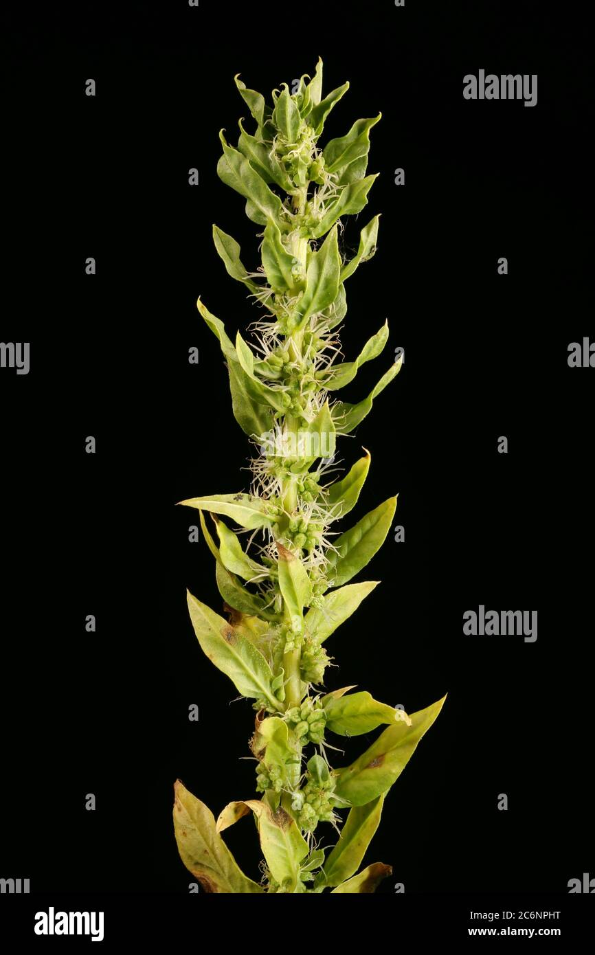 Spear Thistle (Cirsium vulgare). Leaf Closeup Stock Photo