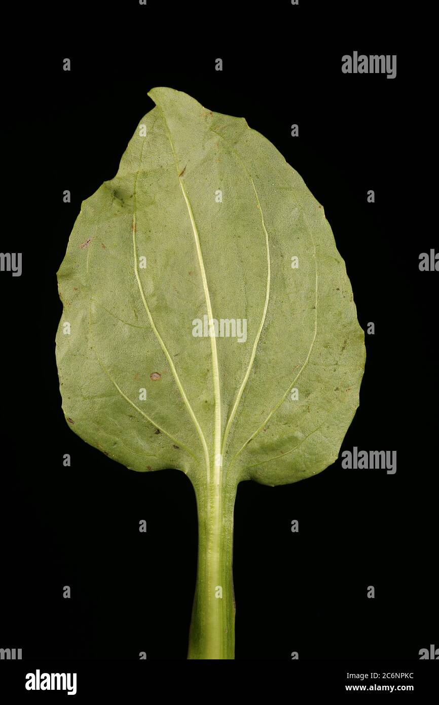 Greater Plantain (Plantago major). Leaf Closeup Stock Photo