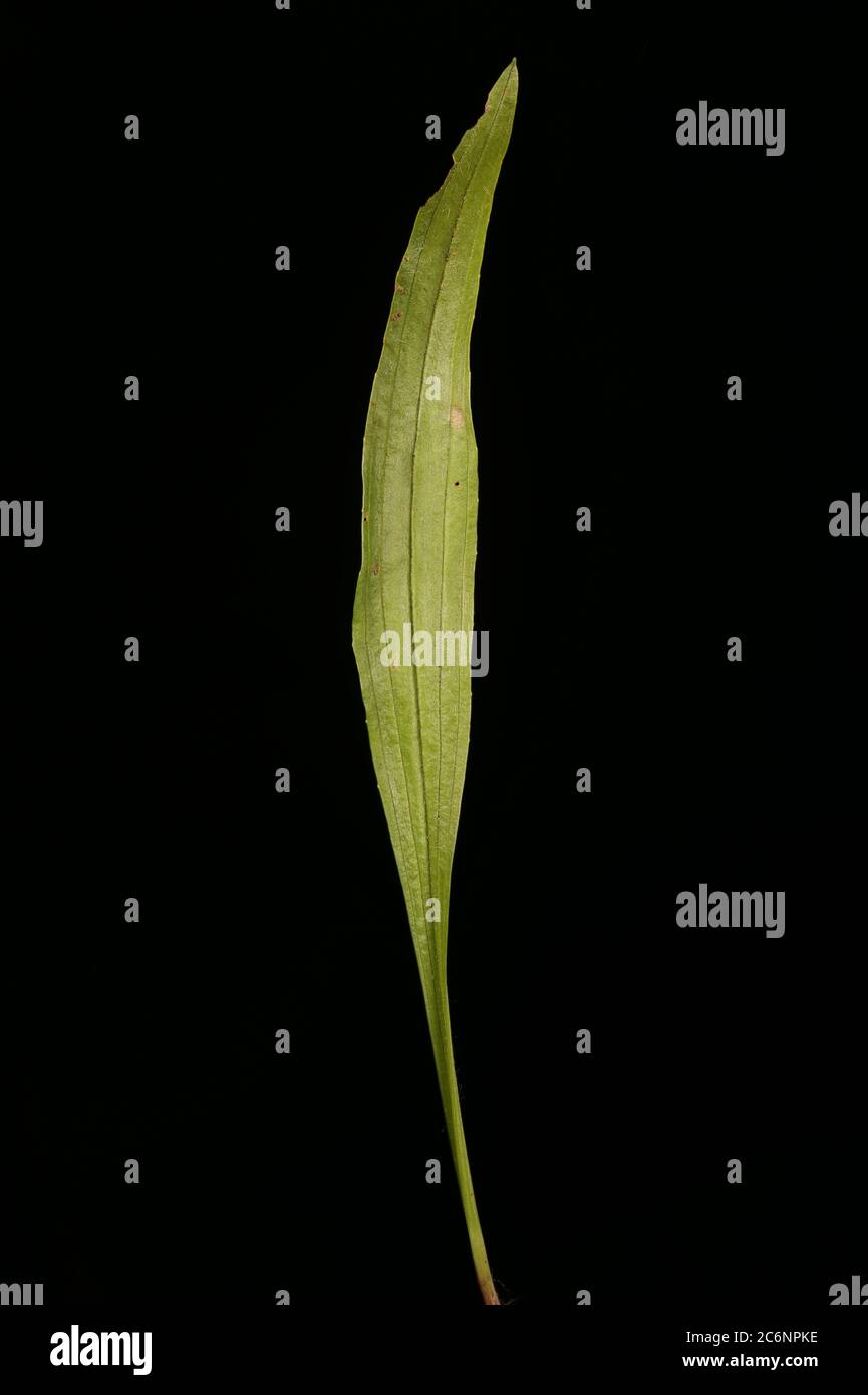 Ribwort Plantain (Plantago lanceolata). Leaf Closeup Stock Photo