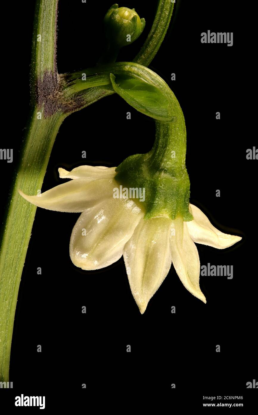 Sweet Pepper (Capsicum annuum). Flower Closeup Stock Photo