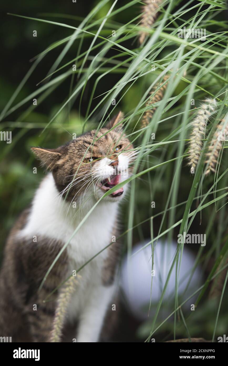 tabby british shorthair cat in the back yard sitting and chewing on