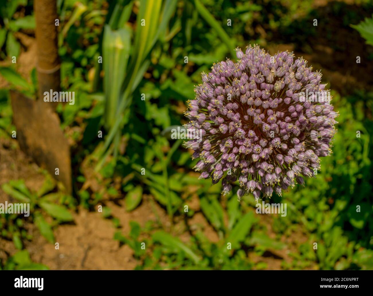 Common onion flower Stock Photo Alamy