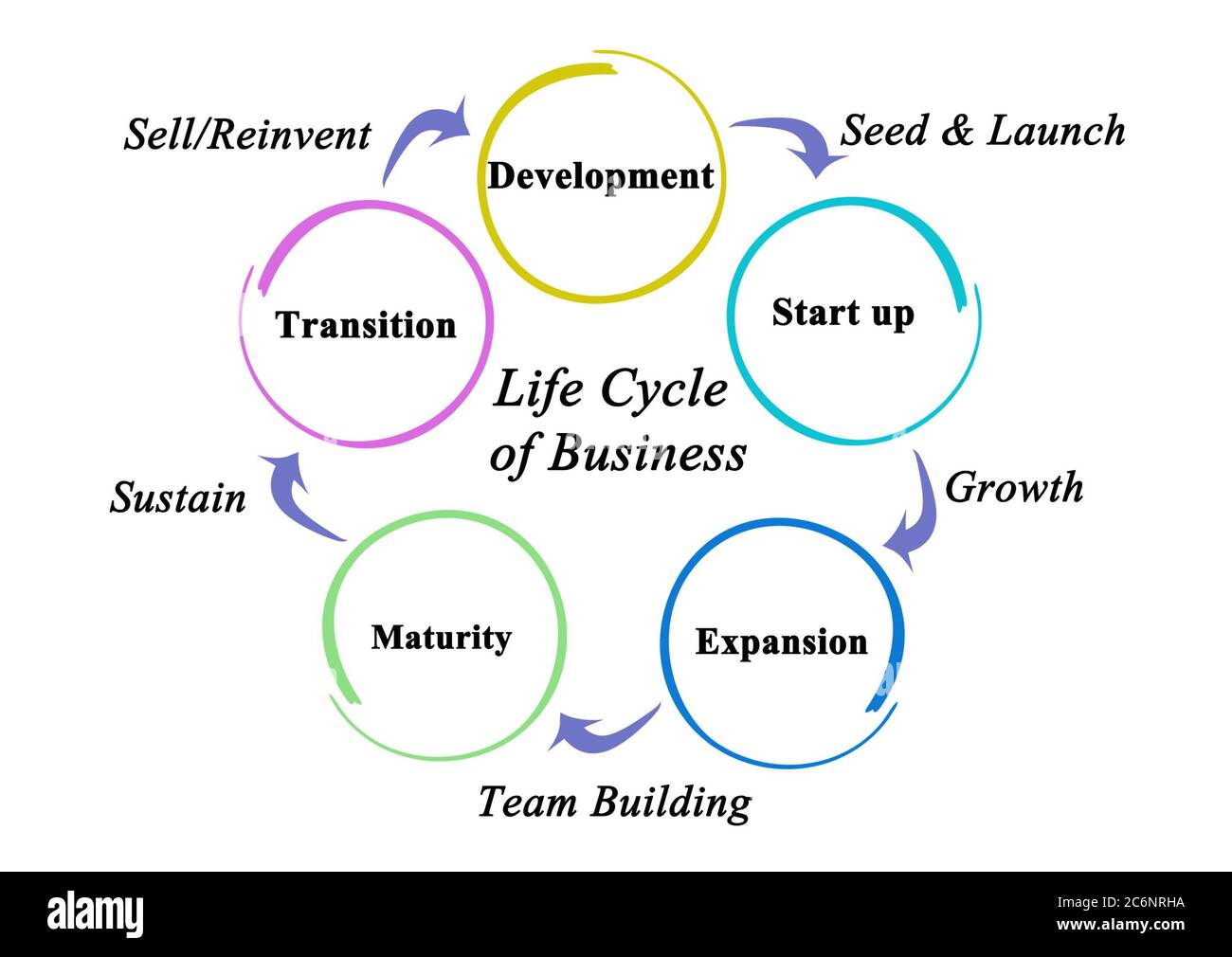 The Five Stages Of Business Life - vrogue.co