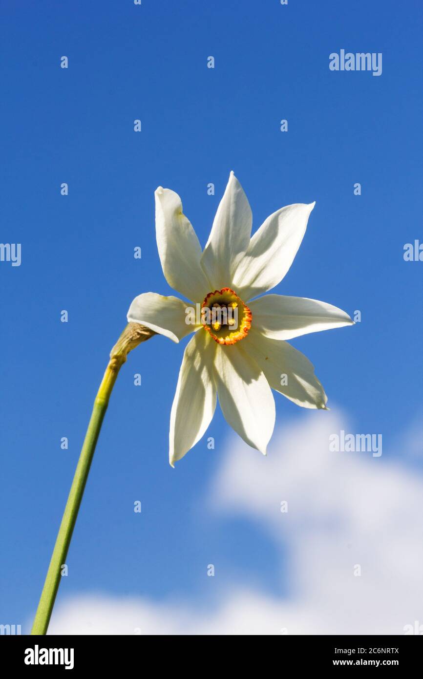 A rare exemlar of wild narcissus flower ( (narcissus poeticus) with eight petals of gene mutation, instead of normal six petals Stock Photo