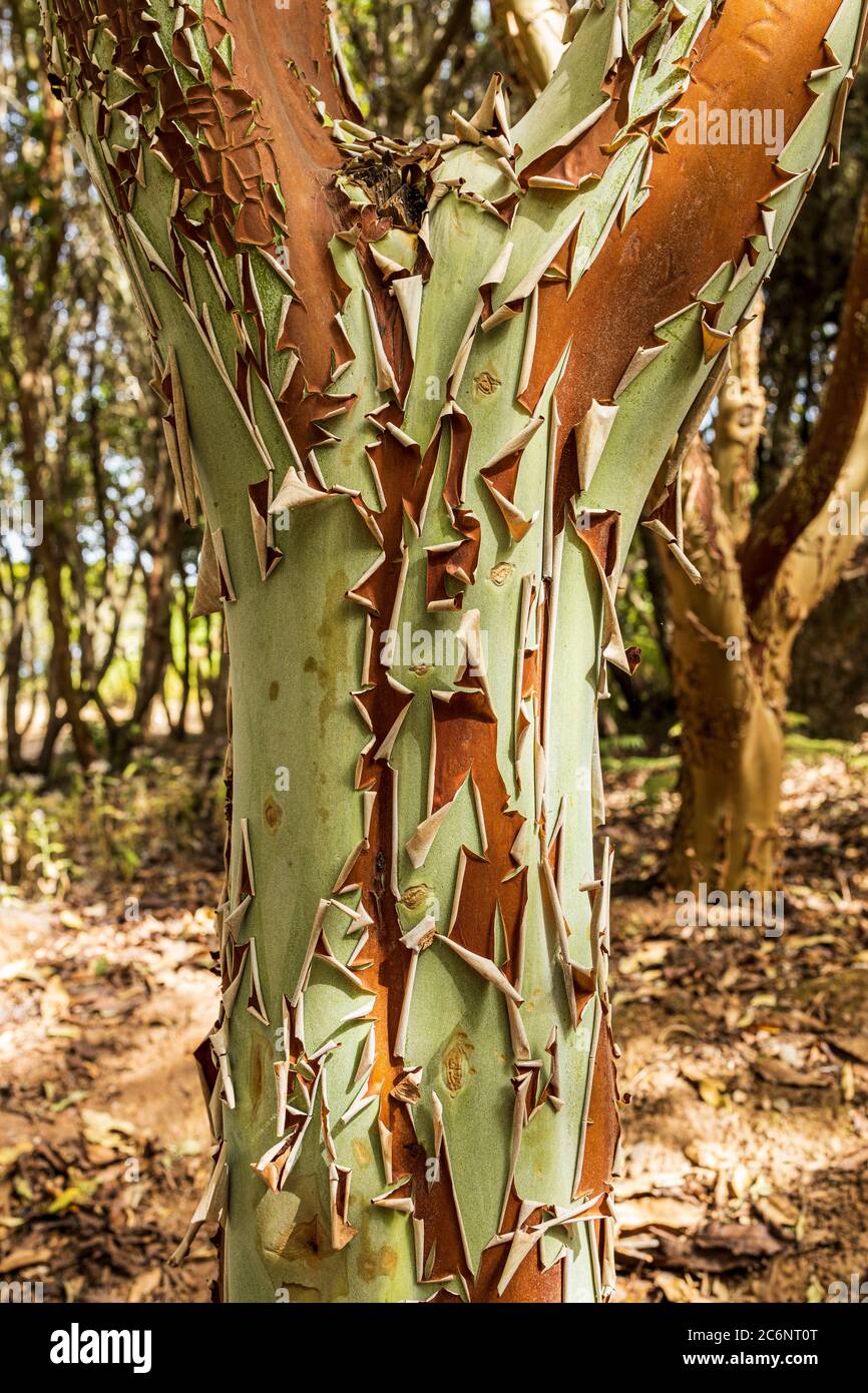 Peeling bark of the Arbutus canariensis tree, madroño, in Teno near Erjos, Tenerife, Canary Islands, Spain Stock Photo