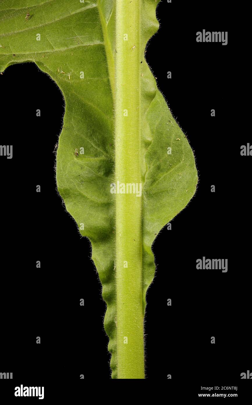 Sweet Tobacco (Nicotiana alata). Leaf Base Closeup Stock Photo