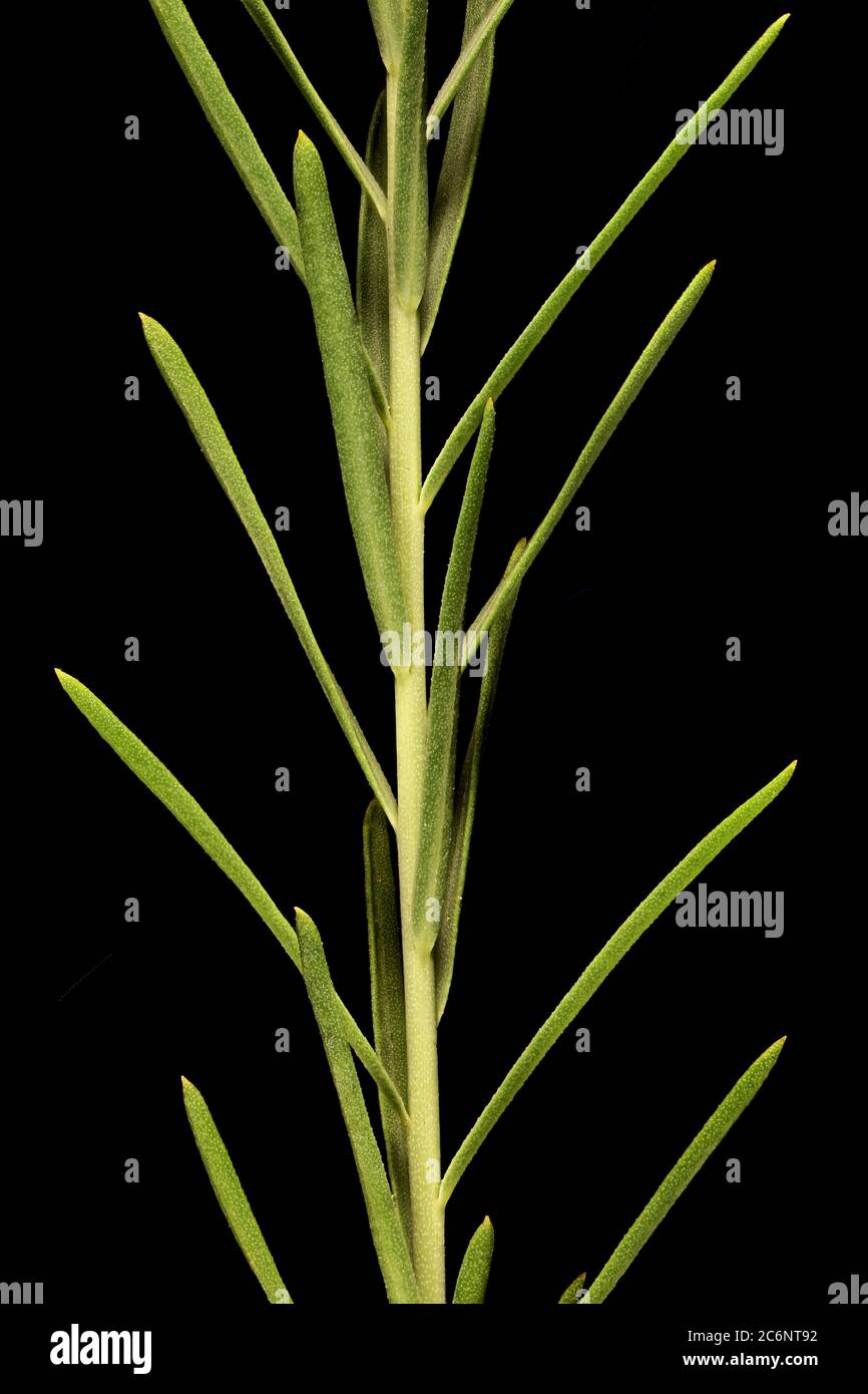 Perennial Flax (Linum perenne). Stem and Leaves Closeup Stock Photo