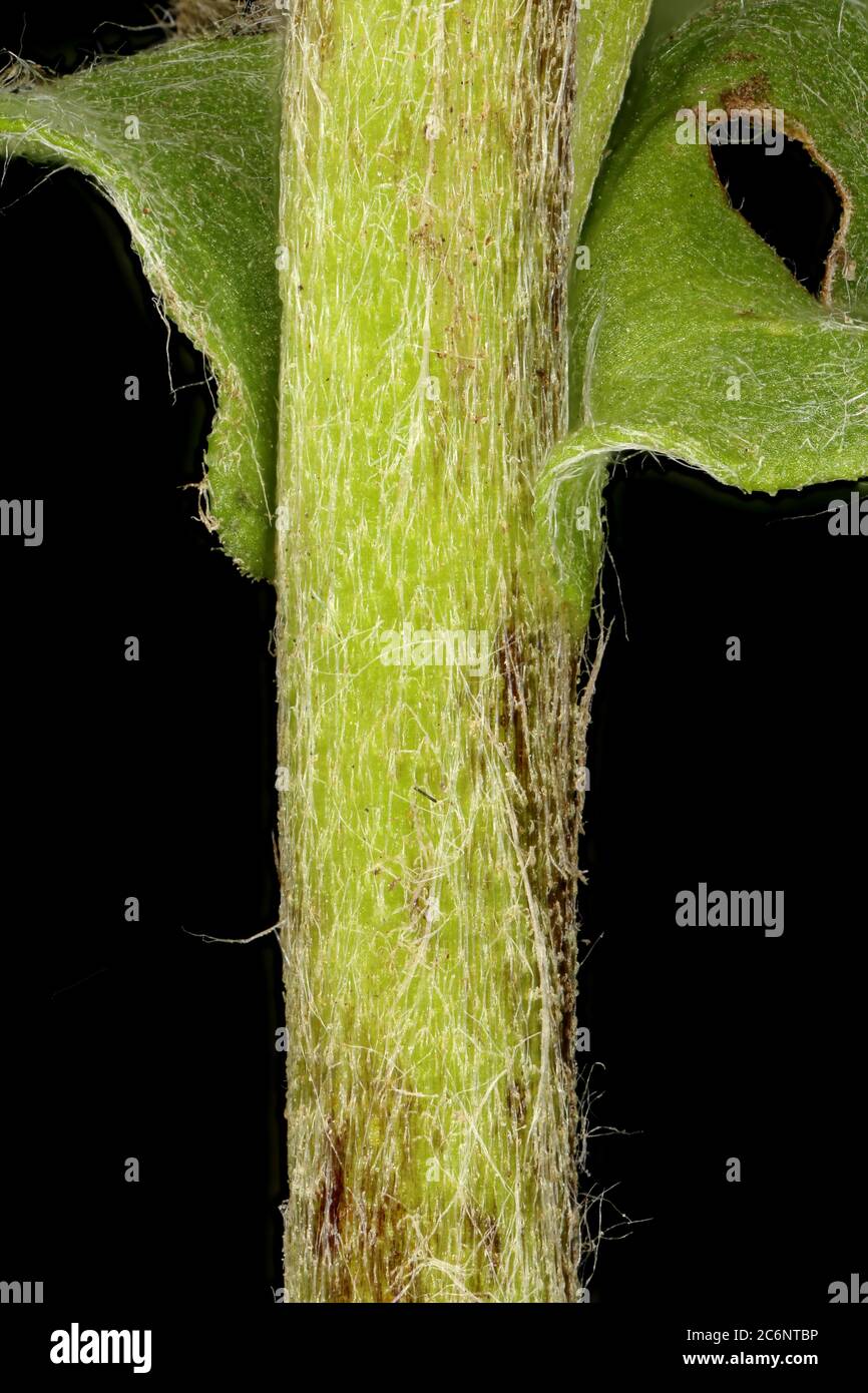 Meadow Fleabane (Inula britannica). Stem Closeup Stock Photo