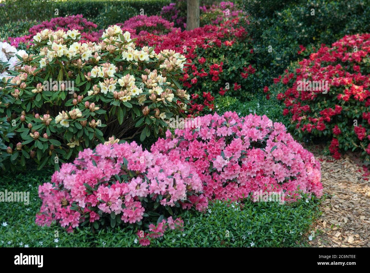 Rhododendron-Hybriden Rhododendron, Rhododendron Rhododendron hybrids Stock Photo
