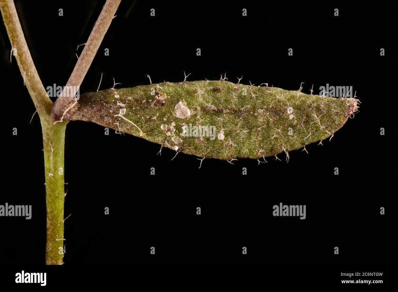 Thale Cress (Arabidopsis thaliana). Leaf Closeup Stock Photo