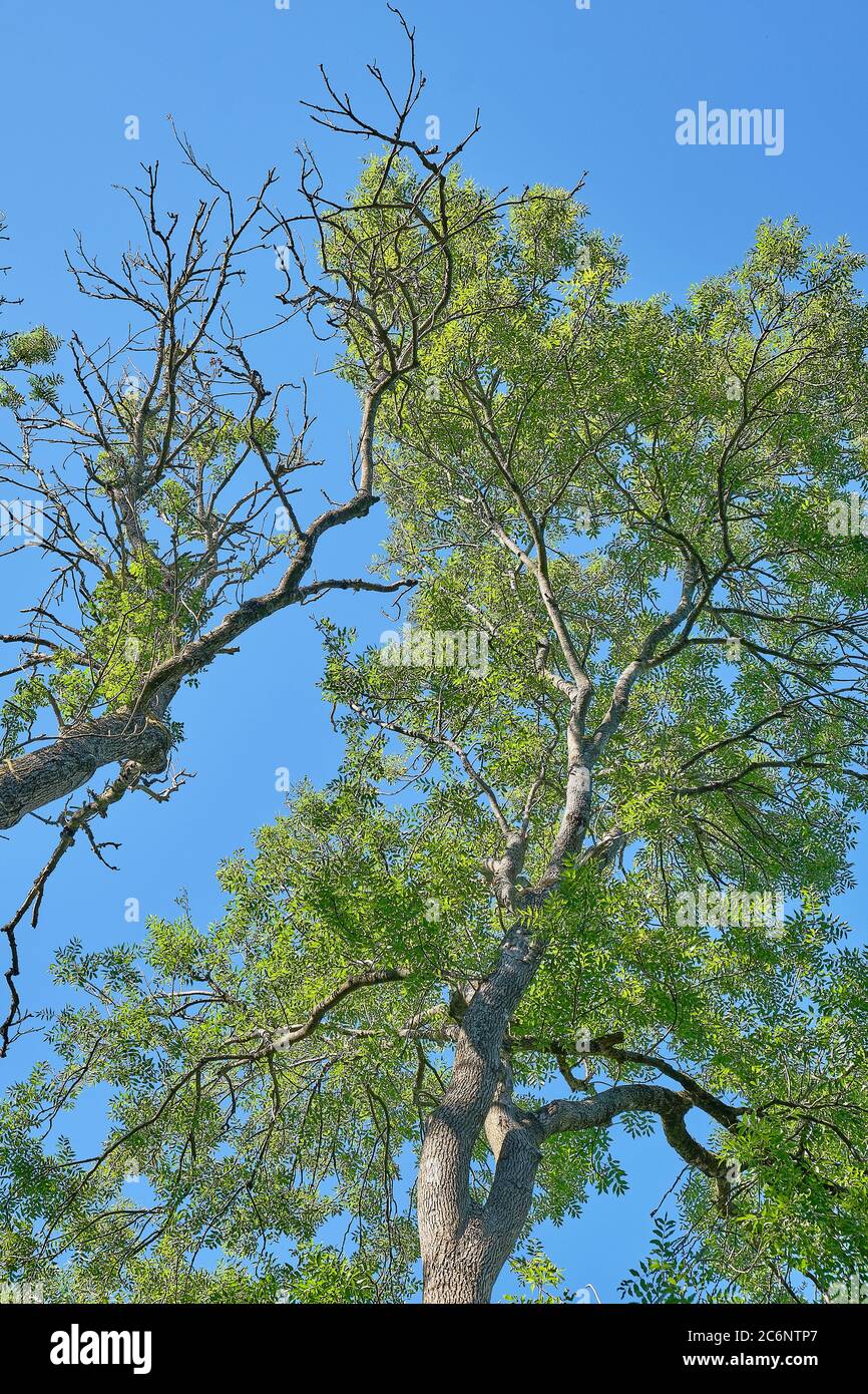 Ash trees with symptoms of Ash Dieback disease Hymenoscyphus fraxineus in summer Stock Photo