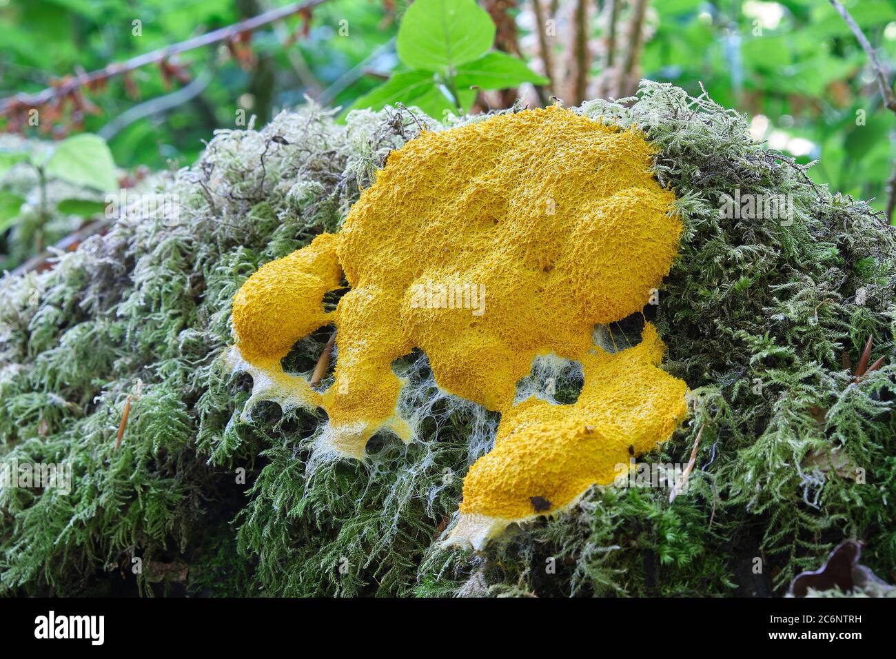 Fuligo septica Dogs Vomit slime mold growing on moss in woodland Stock Photo