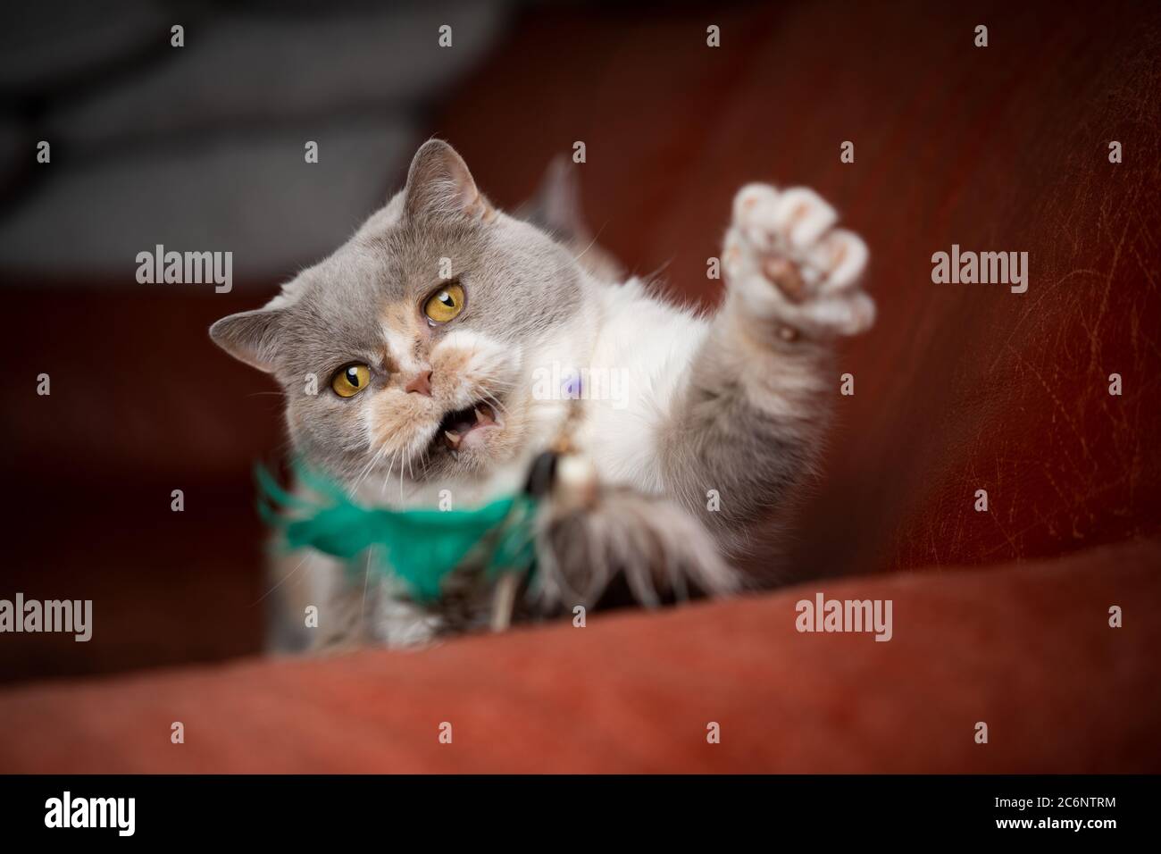 british shorthair cat playing with feather toy on red sofa Stock Photo