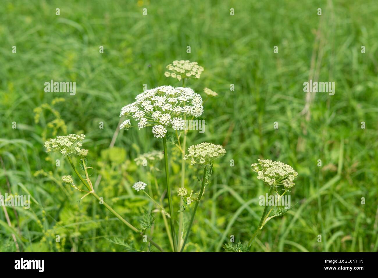 wild plant carrot wild closeup. green dense grass Stock Photo - Alamy