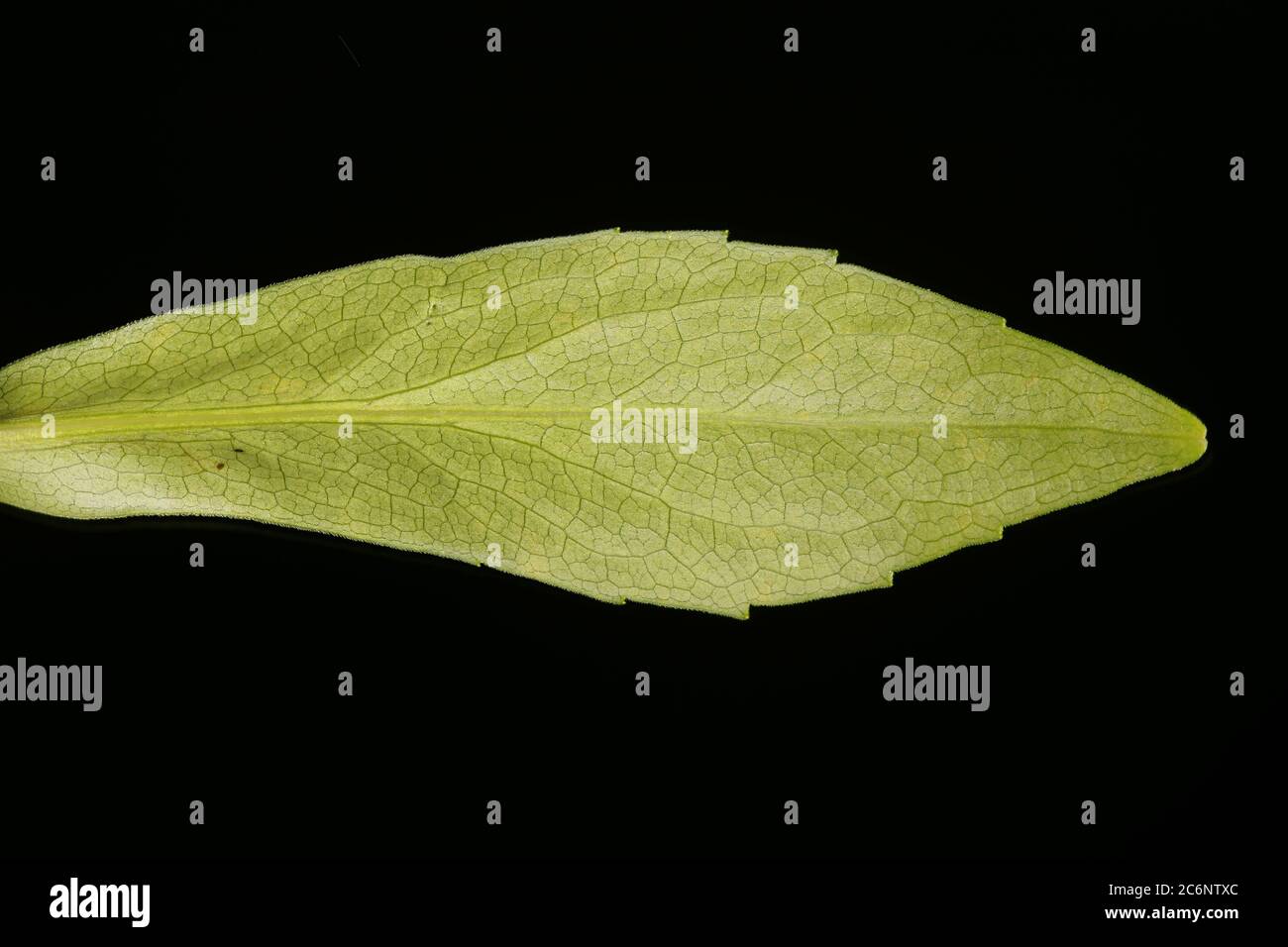 Confused Michaelmas Daisy (Symphyotrichum novi-belgii). Leaf Closeup Stock Photo