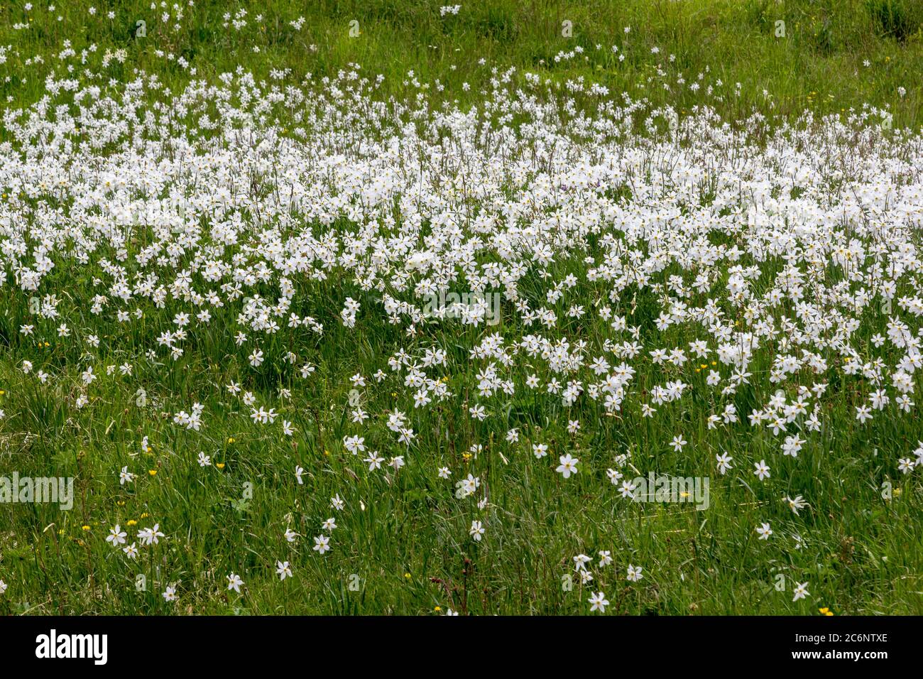 Blooming steppe field with wild narcissus flower (Narcissus poeticus) at  the Swiss Alps in vaud riviera over Montreux Stock Photo - Alamy