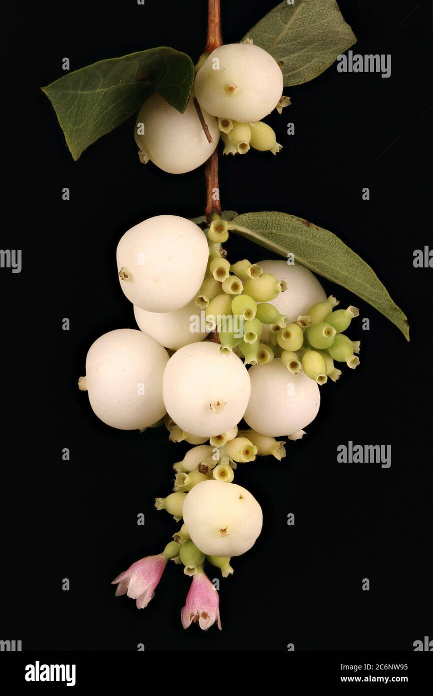 Snowberry (Symphoricarpos albus). Infructescence Closeup Stock Photo