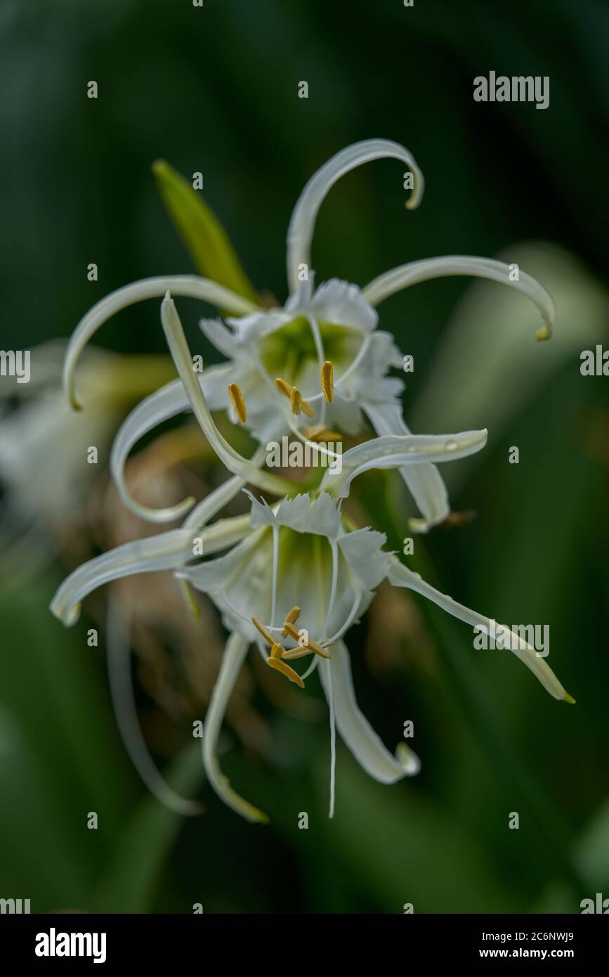 Ismene narcissiflora Peruvian daffodil flowers close up Stock Photo