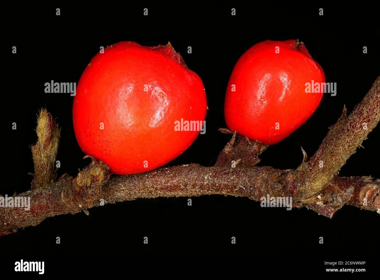 Wall Cotoneaster (Cotoneaster horizontalis). Fruit Closeup Stock Photo