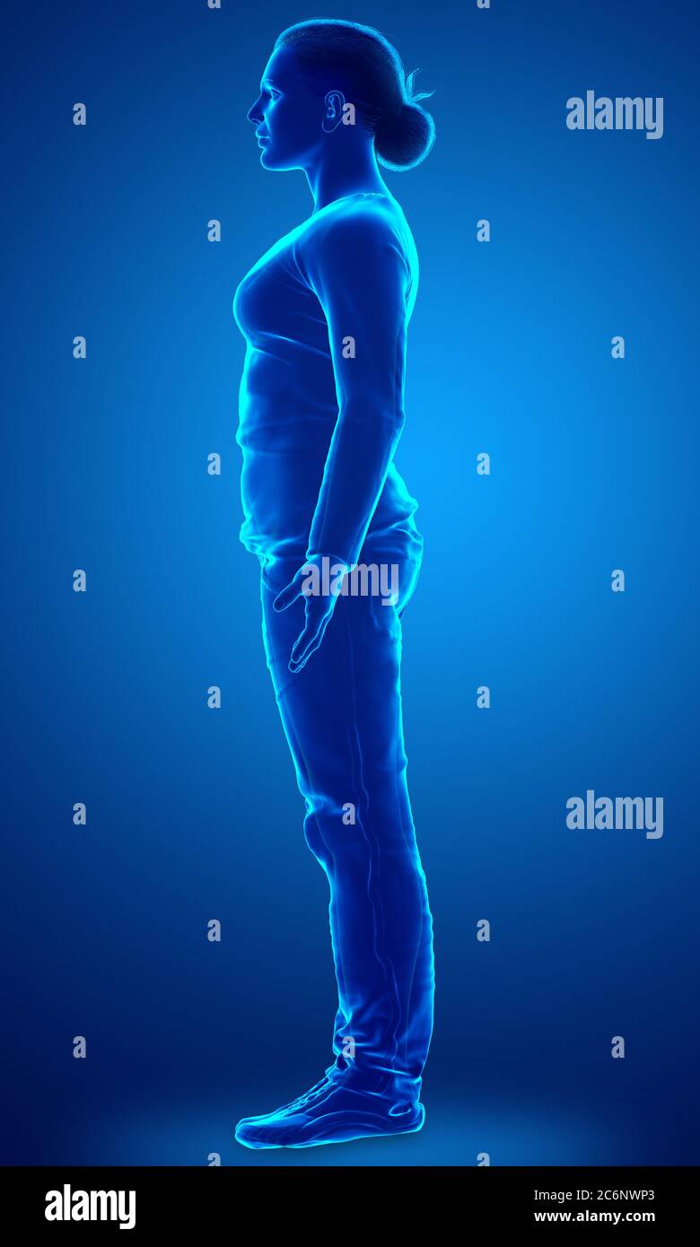 Woman Body Rendering 3d rendered illustration of the female body Stock Photo - Alamy