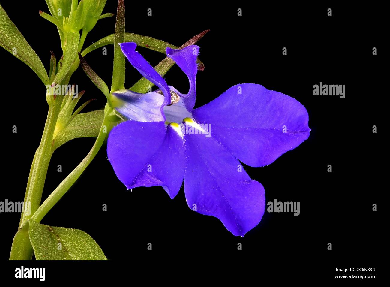 Garden Lobelia (Lobelia erinus). Flower Closeup Stock Photo