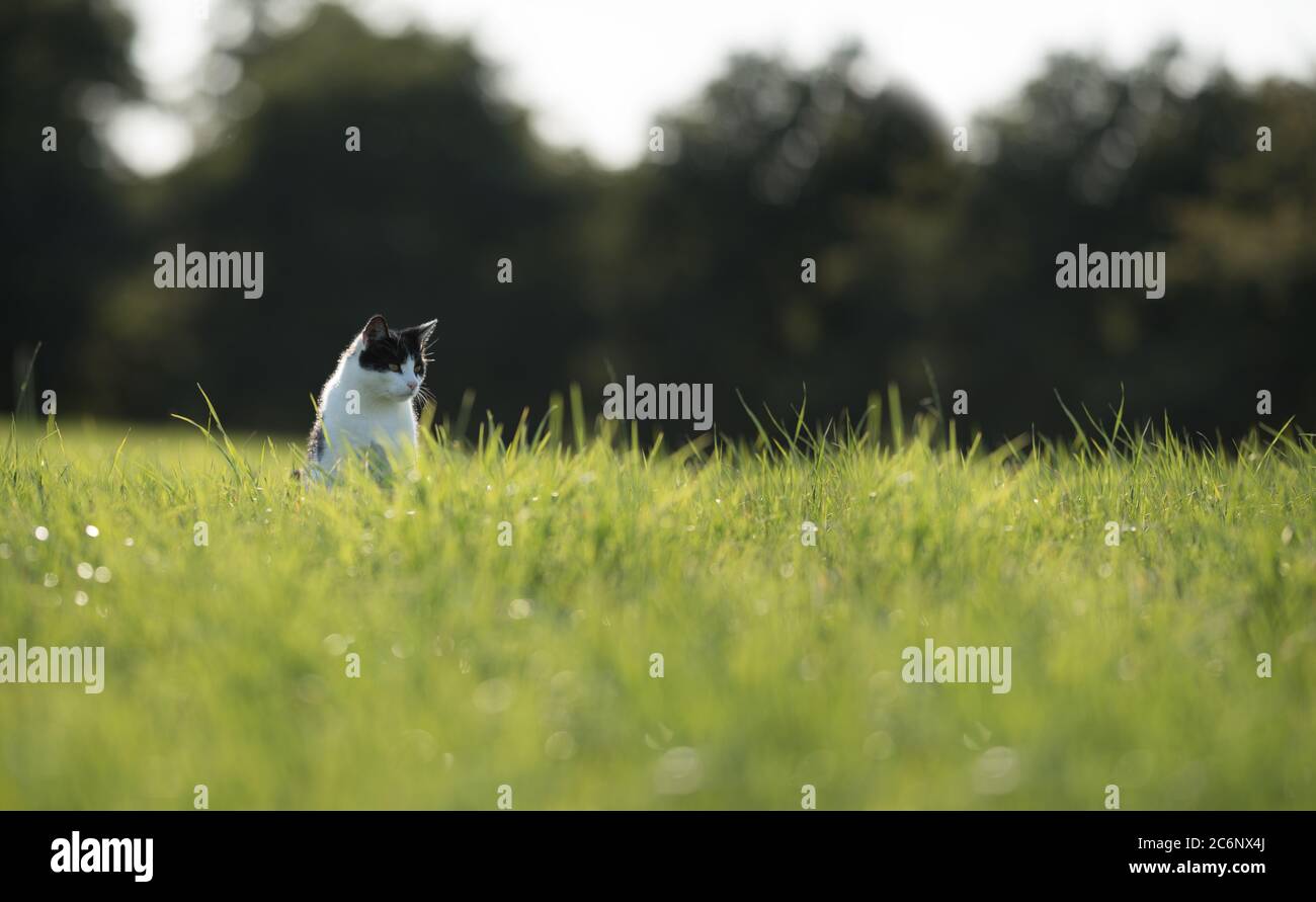 black and white domestic cat standing on a field looking to the side hunting mice in high grass Stock Photo