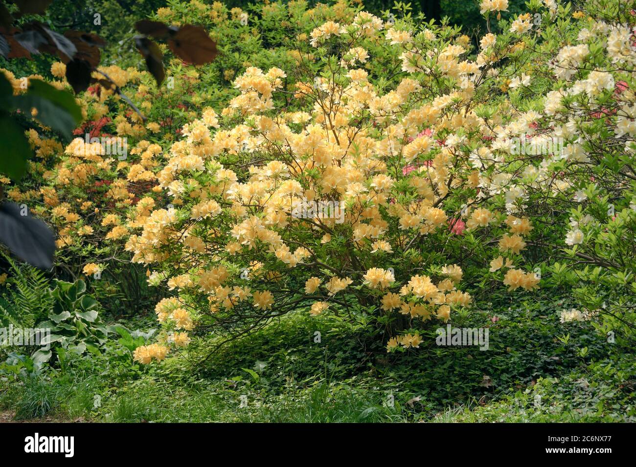 Azalee Rhododendron mollis x sinensis gelb, Azalea Rhododendron mollis x sinensis yellow Stock Photo