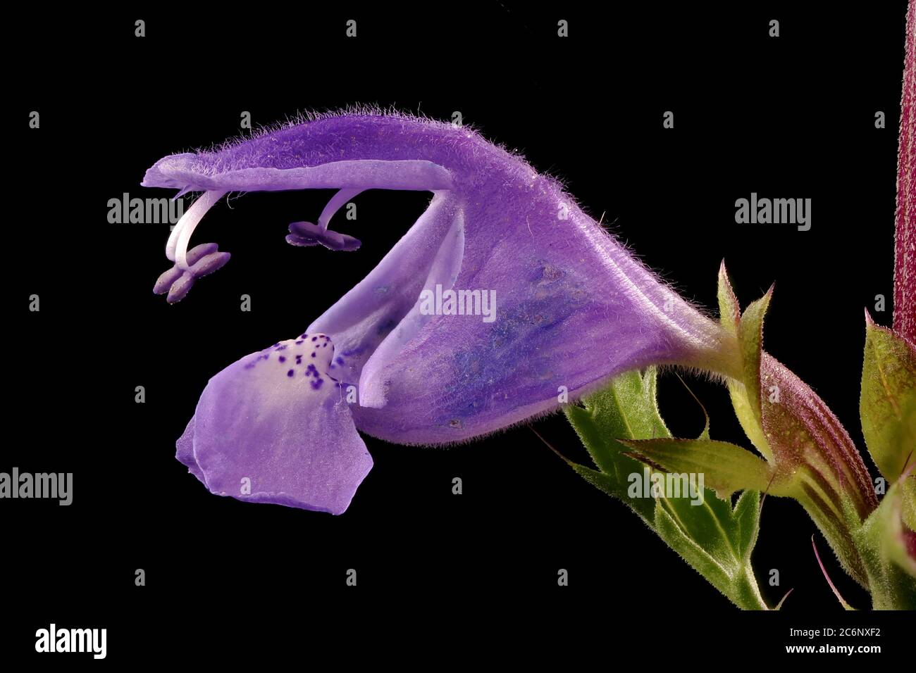 Moldavian Dragon-Head (Dracocephalum moldavica). Flower Closeup Stock Photo
