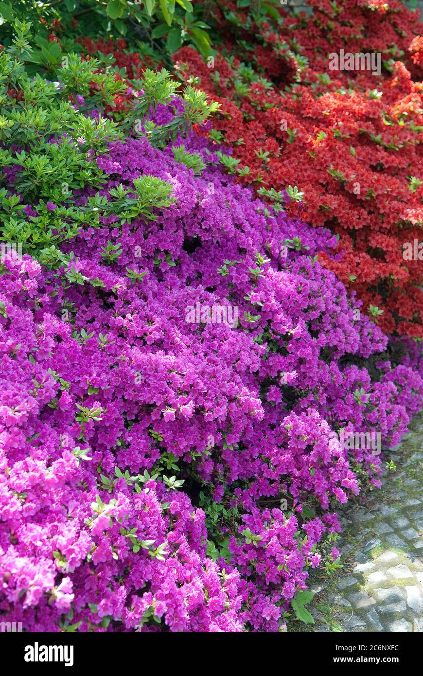 Japan-Azalee Rhododendron obtusum Haruko, Rhododendron obtusum Rotstein ...