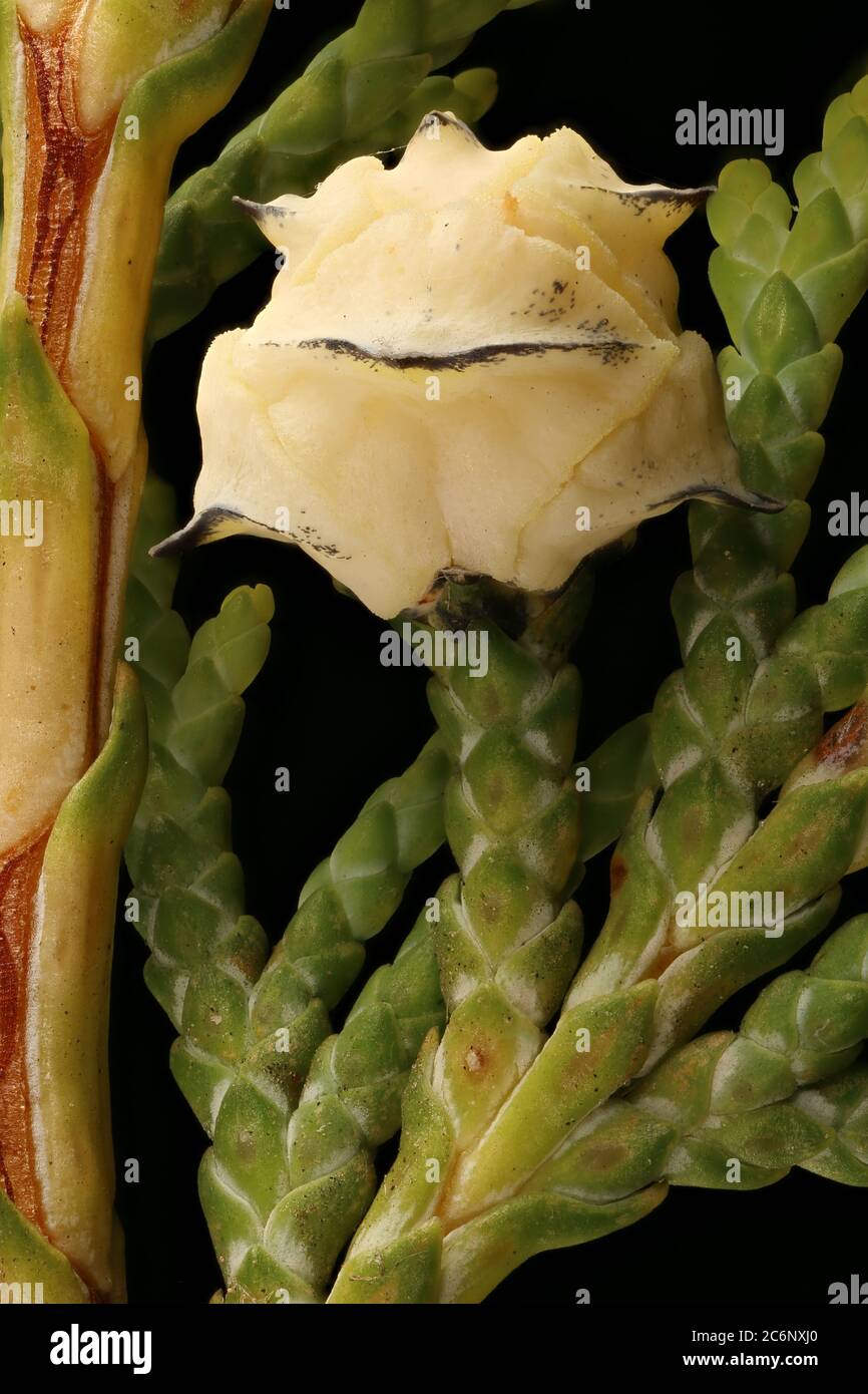 Lawson's Cypress (Chamaecyparis lawsoniana). Young Femal Cone Closeup Stock Photo