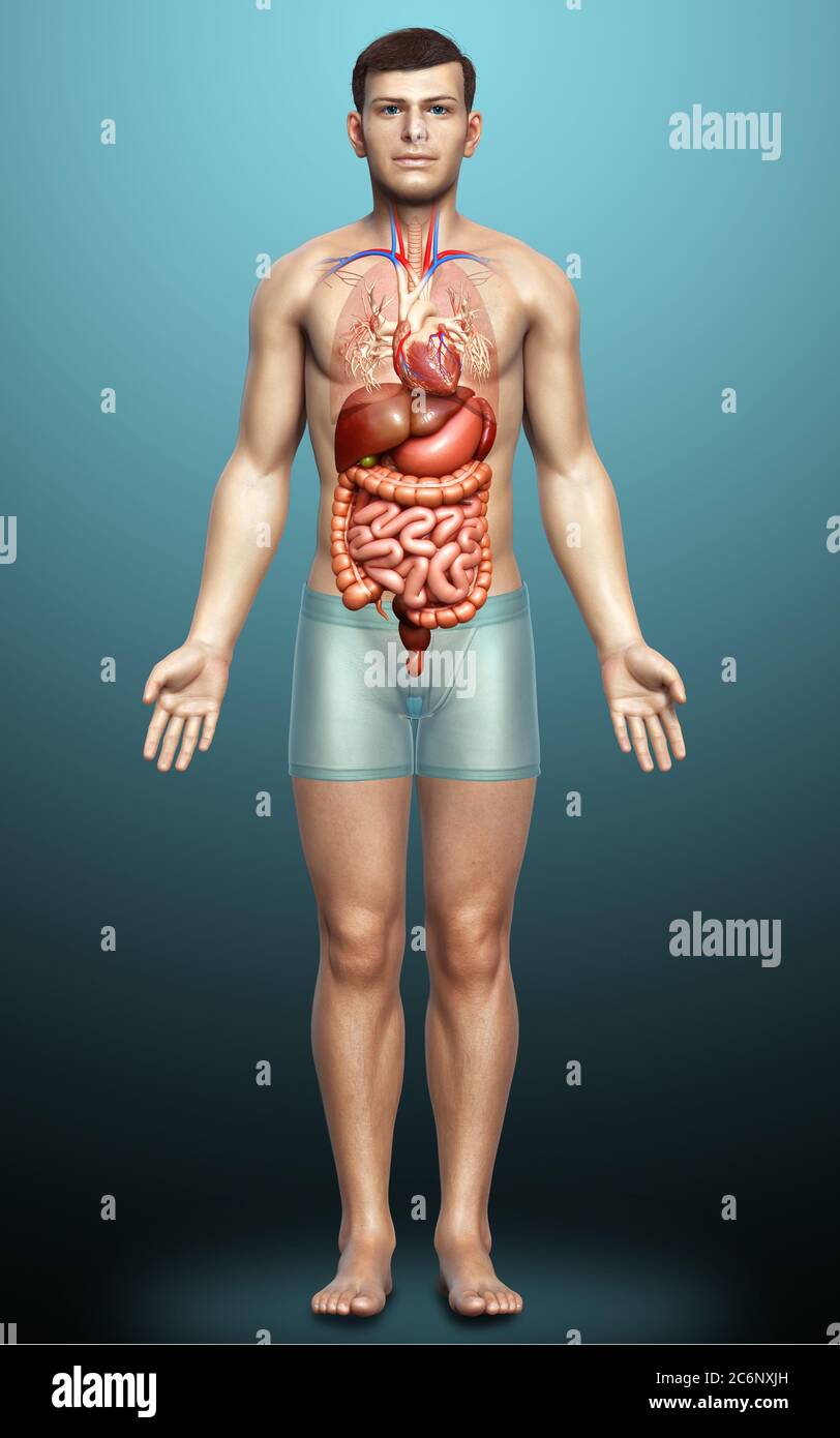 Male internal organs hi-res stock photography and images - Alamy