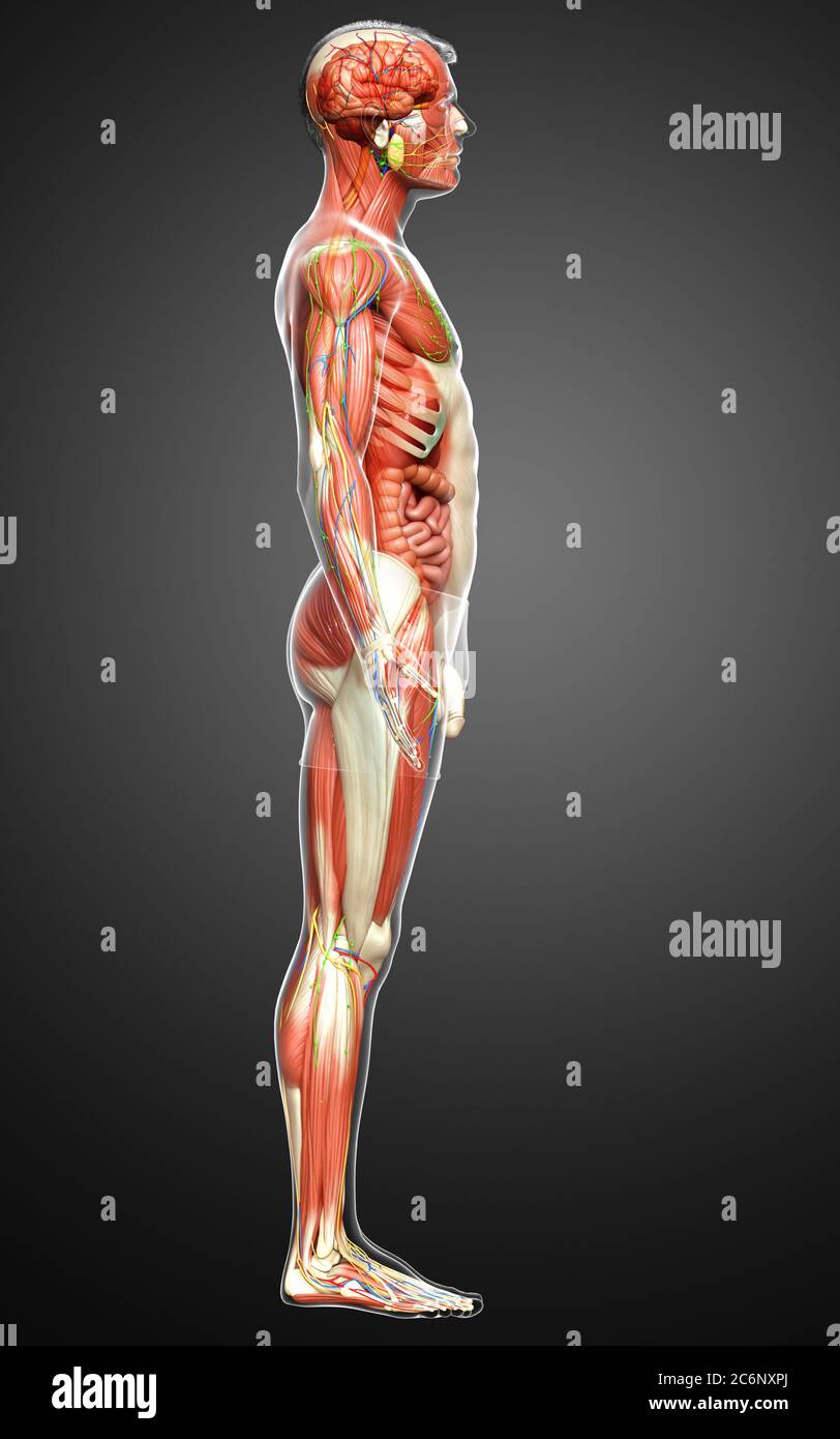 3d rendered medically accurate of the male anatomy Stock Photo - Alamy