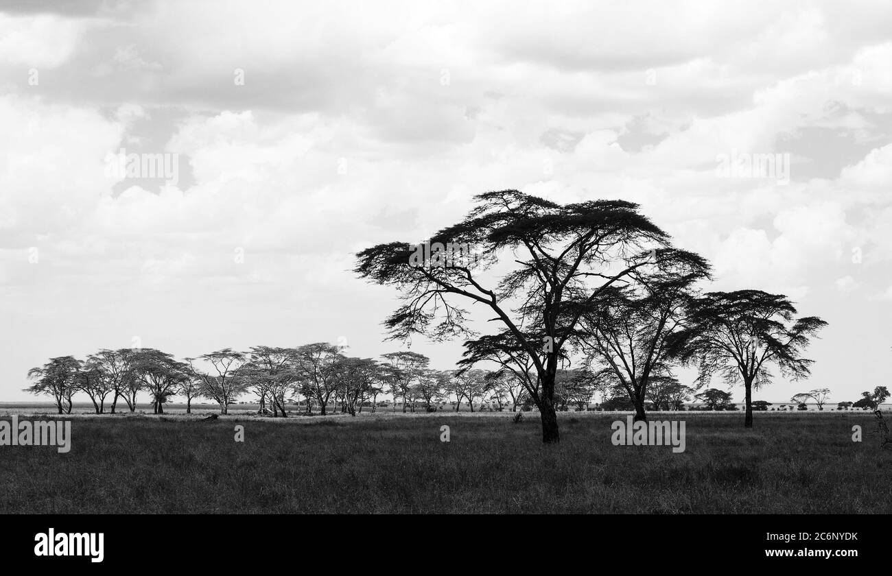 Savanna landscape with grassland and trees in Africa (Black and White ...