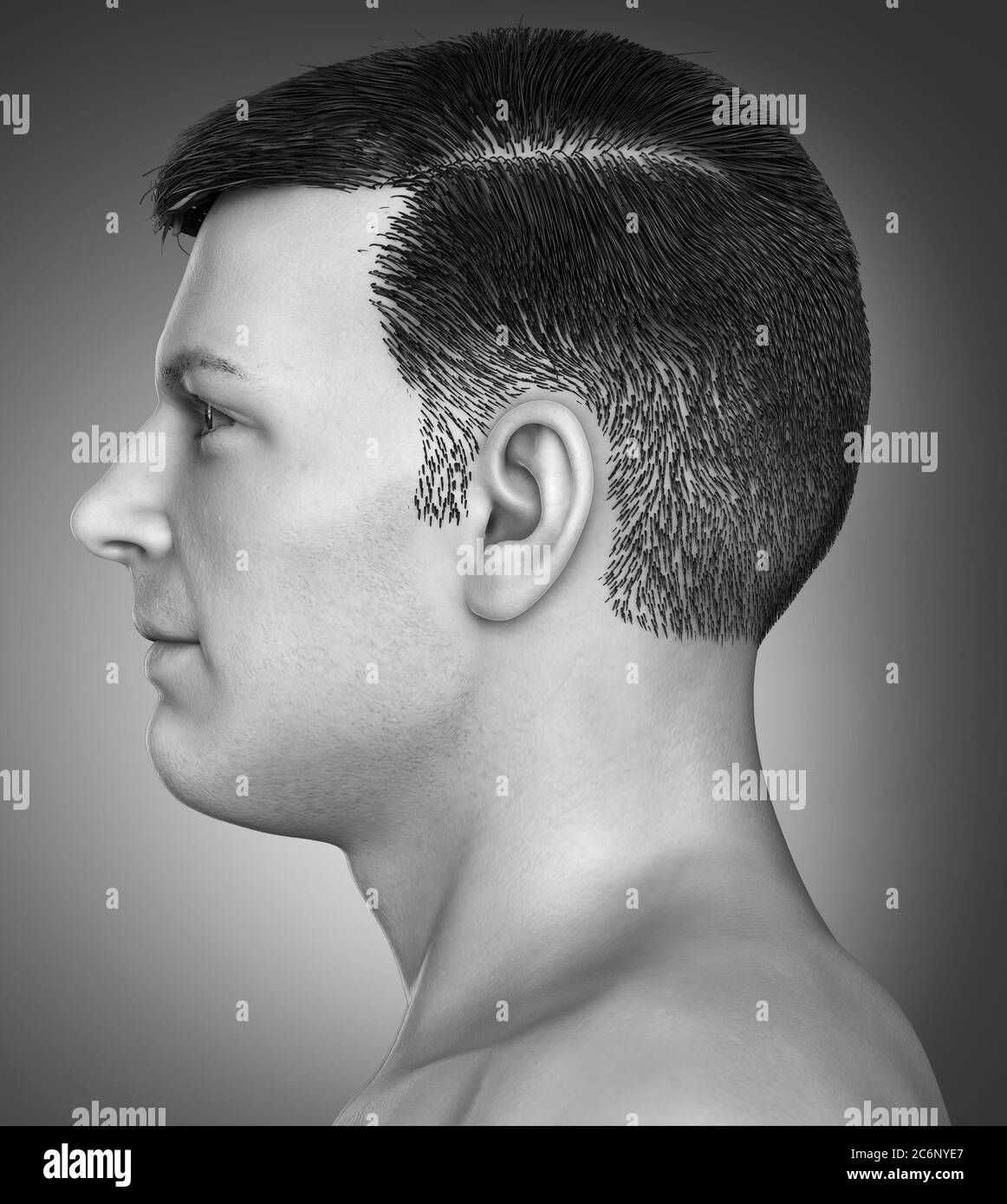 3d rendered medically accurate illustration of a male head anatomy