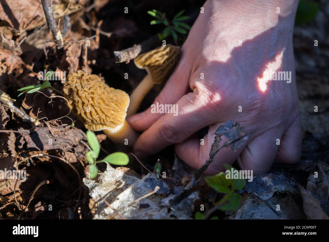 Morchella mushroom in the hand. Assortment of morel mushrooms.  Stock Photo