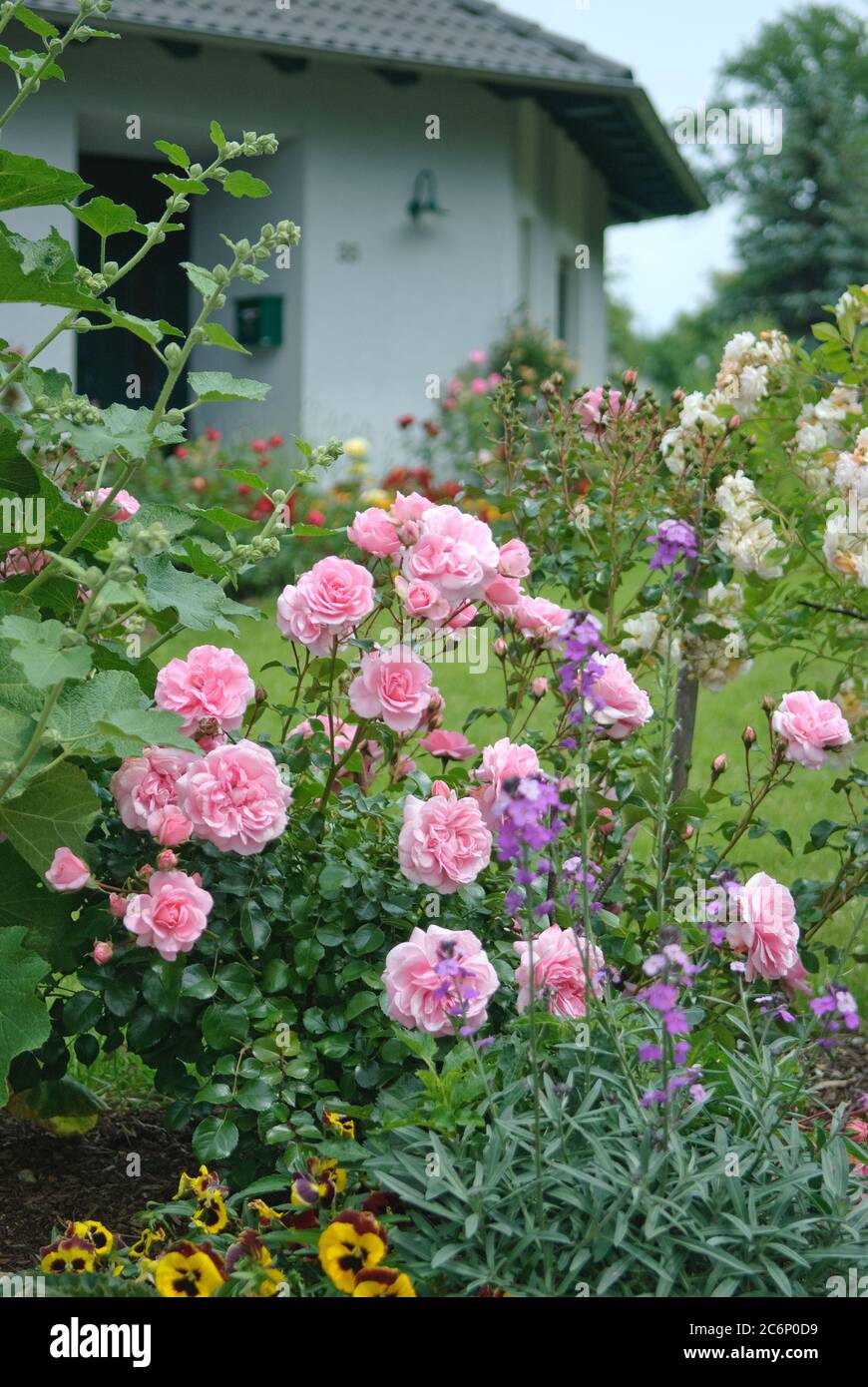 Bodendeckerrosen Rosa Bonica 82, Ground cover roses Rosa Bonica 82 Stock Photo