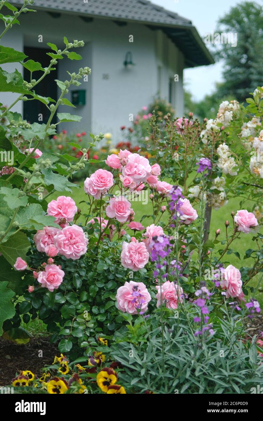 Bodendeckerrosen Rosa Bonica 82, Ground cover roses Rosa Bonica 82