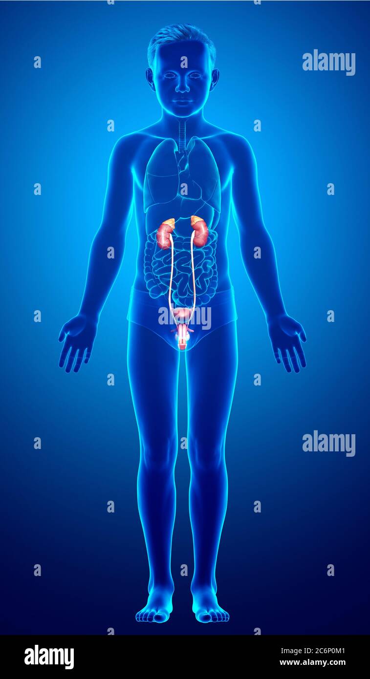 Infant Kidneys 3d rendered, medically accurate illustration of the young boy kidneys ...