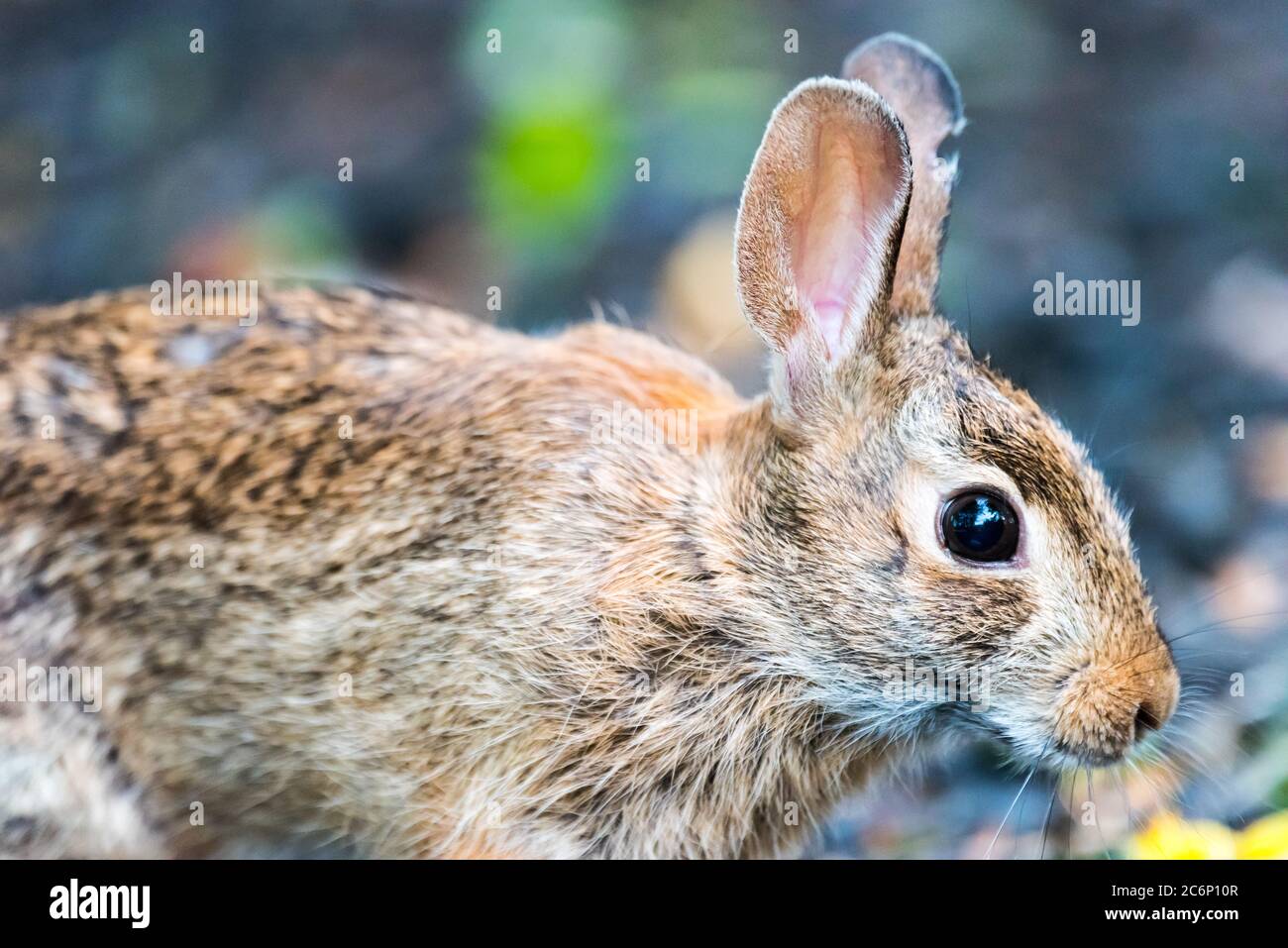 New England Cottontail foraging for food in the neighborhood. Stock Photo