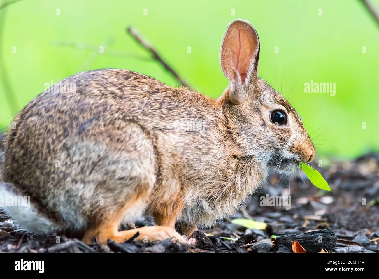New England Cottontail munching on a leaf. Stock Photo