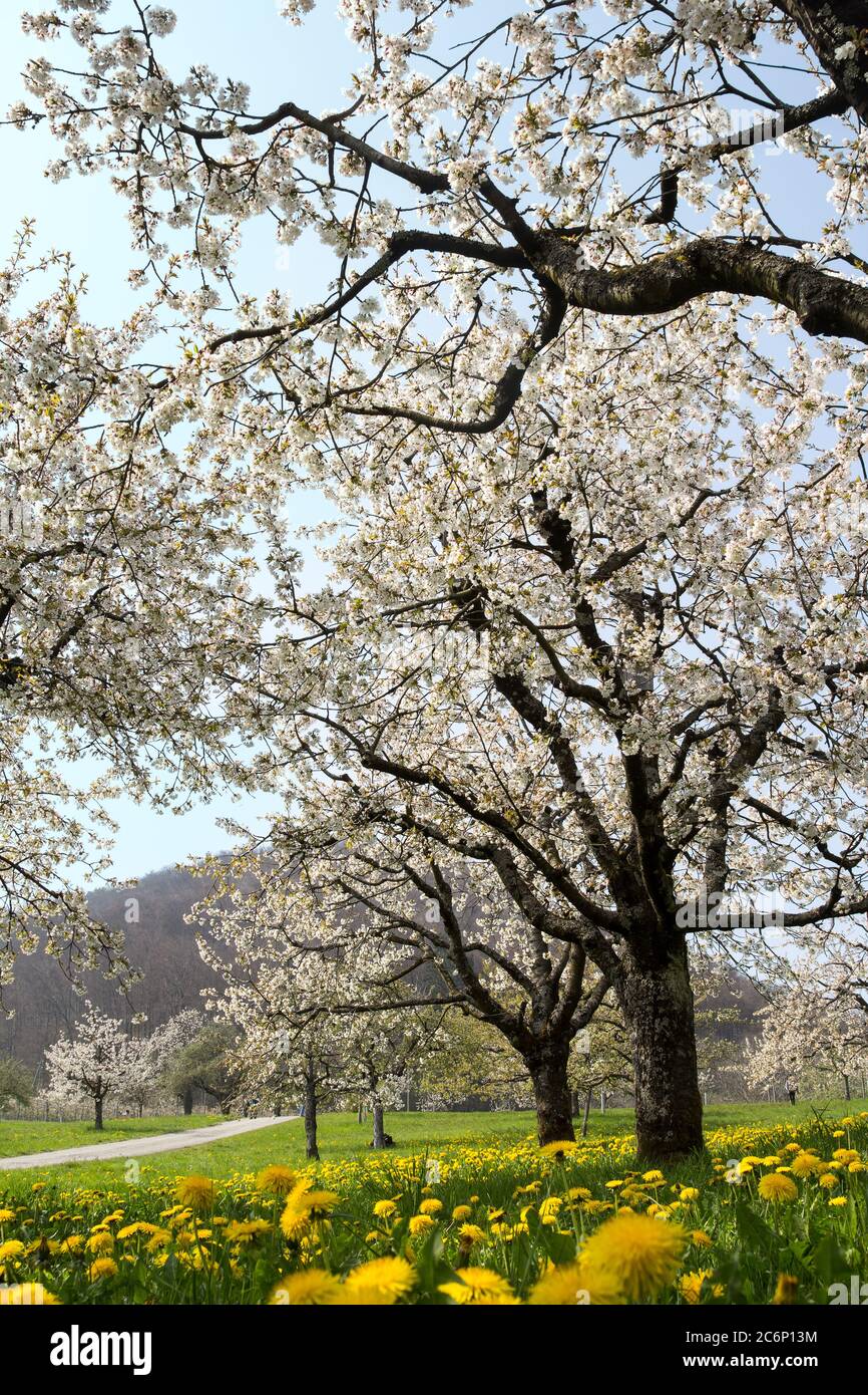 Blooming cherry tree with white flower blossom, spring season in fruit orchards in agricultural region olsberg, Baselland, Switzerland Stock Photo
