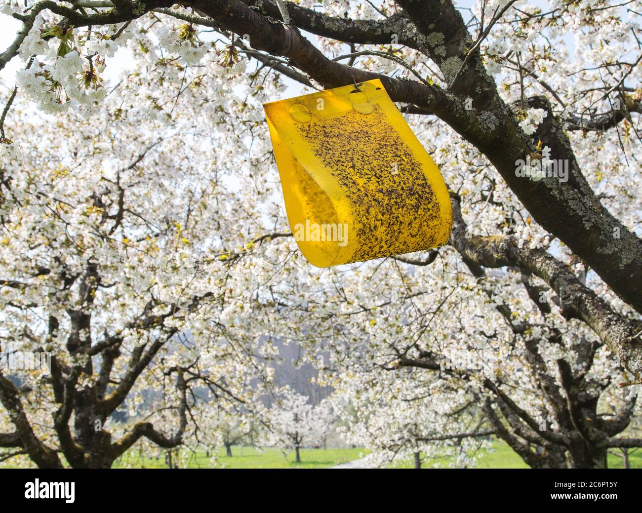 Yellow sticky cherry fruit fly trap hanging on cherry blooming tree to
