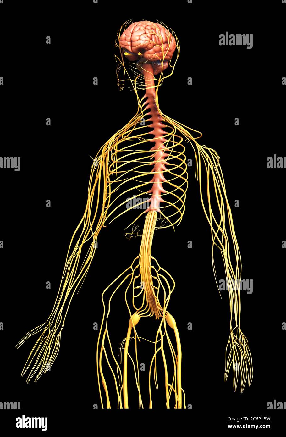 3d rendered medically accurate illustration of the nervous system Stock ...