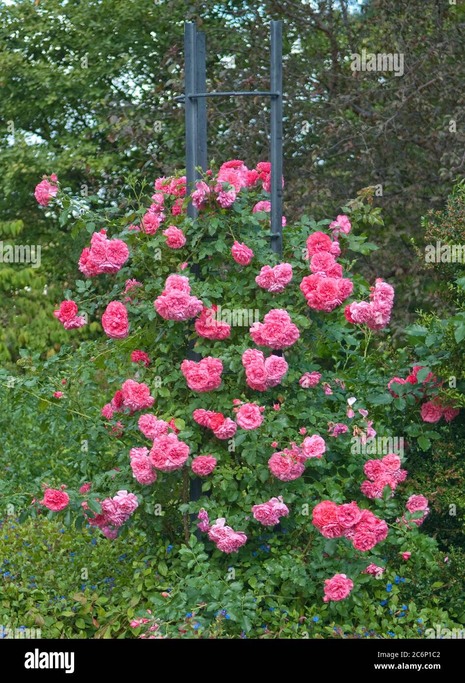 Rosa rosarium uetersen hi-res stock photography and images - Alamy